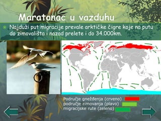  Najduži put migracije prevale arktičke čigre koje na putu
do zimovališta i nazad prelete i do 34.000km.
Područje gnežđenja (crveno)
područje zimovanja (plavo)
migracijske rute (zeleno)
 