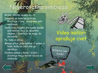 Biljke.. Velike opasnice... 
Dosetile se kako da privuku
životinje i time obezbede sebi
opstanak.
Veliki broj biljaka proizvodi sladak
sok nektar, koji je izuzetno
ukusan, i životinje ne mogu da
mu odole.
Pa, tako ni ptice.
Mnoge ptice jedu nektar ili polen, a
kada dođu na cvet one ga i
oprašuju.
Ovakav odnos u kome i biljka i
životinja imaju korist naziva se
simbioza.
Video-kolibri
oprašuje cvet
 