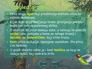  Ptice imaju kljun koji predstavlja koštanu vilicu sa
rožnim navlakama.
 Kljun služi za pribavljanje hrane, pravljenje gnezda i
može biti vrlo raznovrsnog oblika.
 S obzirom da ptice nemaju zube, u varenju im pomaže
voljka (deo jednjaka u kome se natapa hrana) i
želudac sa kamenčićima koji sitne hranu.
 Kosti ptica su šuplje, ispunjene vazduhom, što ptice
čini lakšima.
 U građi skeleta važna je i kost kobilica za koju se
vezuju mišići koji pokreću krila.
 
