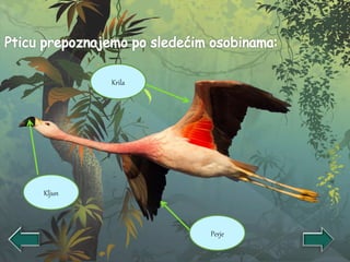 Kljun
Krila
Perje
 
