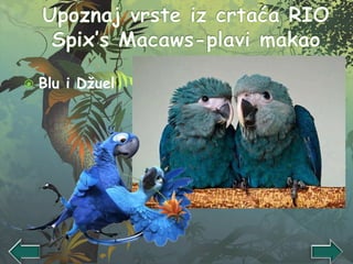  Blu i Džuel
 
