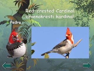  Pedro
 