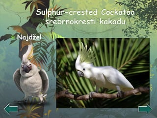  Najdžel
 
