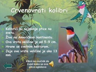  Kolibrići su najmanje ptice na
svetu.
 Žive na Američkom kontinentu.
 Ova vrsta veličine je od 5-9 cm.
 Hrane se cvetnim nektarom.
 Jaje ove vrste veličine je oko 13
mm.
Klikni na zvučnik da
čuješ kako se ova
ptica oglašava
 
