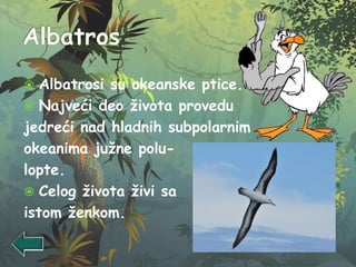  Albatrosi su okeanske ptice.
 Najveći deo života provedu
jedreći nad hladnih subpolarnim
okeanima južne polu-
lopte.
 Celog života živi sa
istom ženkom.
 