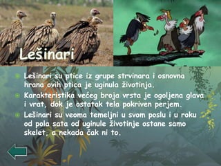  Lešinari su ptice iz grupe strvinara i osnovna
hrana ovih ptica je uginula životinja.
 Karakteristika većeg broja vrsta je ogoljena glava
i vrat, dok je ostatak tela pokriven perjem.
 Lešinari su veoma temeljni u svom poslu i u roku
od pola sata od uginule životinje ostane samo
skelet, a nekada čak ni to.
 