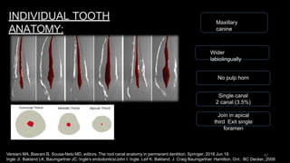 Labiolingually interanal anatomy 1.pptx