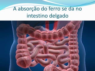 A absorção do ferro se da no 
intestino delgado 
 