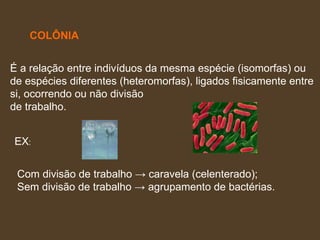 COLÔNIA É a relação entre indivíduos da mesma espécie (isomorfas) ou  de espécies diferentes (heteromorfas), ligados fisicamente entre  si, ocorrendo ou não divisão  de trabalho.  EX : Com divisão de trabalho -> caravela (celenterado);  Sem divisão de trabalho -> agrupamento de bactérias.  