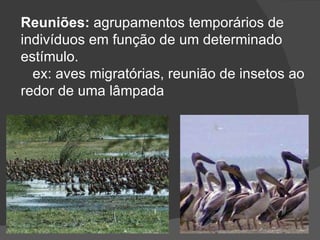Reuniões:  agrupamentos temporários de indivíduos em função de um determinado estímulo. ex: aves migratórias, reunião de insetos ao redor de uma lâmpada  