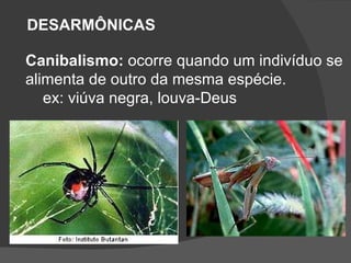 DESARMÔNICAS Canibalismo:  ocorre quando um indivíduo se  alimenta de outro da mesma espécie. ex: viúva negra, louva-Deus 