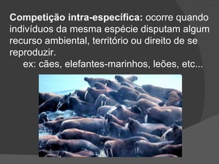 Competição intra-específica:  ocorre quando indivíduos da mesma espécie disputam algum recurso ambiental, território ou direito de se  reproduzir. ex: cães, elefantes-marinhos, leões, etc... 