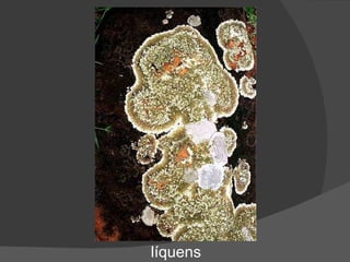 líquens 