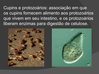 Cupins e protozoários: associação em que os cupins fornecem alimento aos protozoários que vivem em seu intestino, e os protozoários  liberam enzimas para digestão de celulose. 