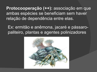 Protocooperação (++):  associação em que ambas espécies se beneficiam sem haver relação de dependência entre elas. Ex: ermitão e anêmona, jacaré e pássaro- paliteiro, plantas e agentes polinizadores 