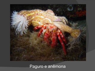 Paguro e anêmona 