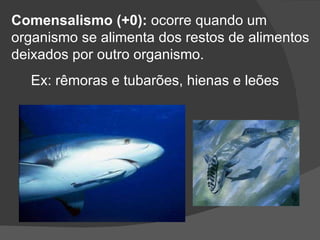 Comensalismo (+0):  ocorre quando um  organismo se alimenta dos restos de alimentos deixados por outro organismo.  Ex: rêmoras e tubarões, hienas e leões 
