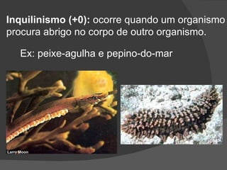 Inquilinismo (+0):  ocorre quando um organismo procura abrigo no corpo de outro organismo. Ex: peixe-agulha e pepino-do-mar 