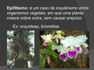 Epifitismo:  é um caso de inquilinismo entre organismos vegetais, em que uma planta cresce sobre outra, sem causar prejuízo Ex: orquídeas, bromélias 