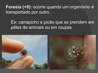 Foresia (+0):  ocorre quando um organismo é transportado por outro. Ex: carrapicho e picão que se prendem em pêlos de animais ou em roupas 