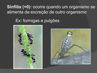 Sinfilia (+0):  ocorre quando um organismo se alimenta da excreção de outro organismo Ex: formigas e pulgões 