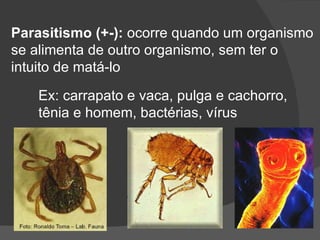 Parasitismo (+-):  ocorre quando um organismo se alimenta de outro organismo, sem ter o intuito de matá-lo Ex: carrapato e vaca, pulga e cachorro, tênia e homem, bactérias, vírus 