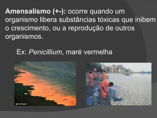 Amensalismo (+-):  ocorre quando um  organismo libera substâncias tóxicas que inibem o crescimento, ou a reprodução de outros organismos. Ex:  Penicillium , maré vermelha 