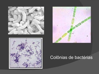 Colônias de bactérias 