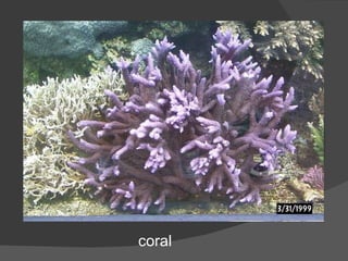 coral 