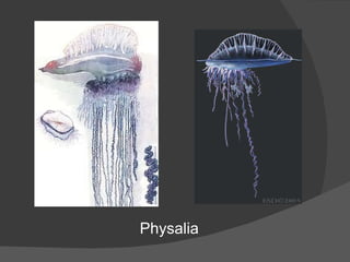 Physalia 