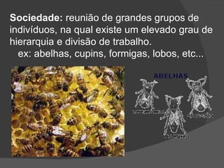 Sociedade:  reunião de grandes grupos de  indivíduos, na qual existe um elevado grau de hierarquia e divisão de trabalho. ex: abelhas, cupins, formigas, lobos, etc... 