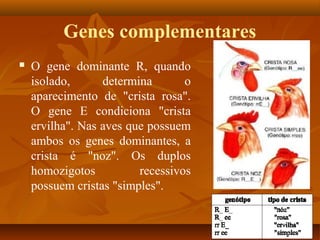 Genes complementares
 O gene dominante R, quando
isolado, determina o
aparecimento de "crista rosa".
O gene E condiciona "crista
ervilha". Nas aves que possuem
ambos os genes dominantes, a
crista é "noz". Os duplos
homozigotos recessivos
possuem cristas "simples".
 