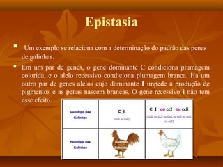 Epistasia
 Um exemplo se relaciona com a determinação do padrão das penas
de galinhas.
 Em um par de genes, o gene dominante C condiciona plumagem
colorida, e o alelo recessivo condiciona plumagem branca. Há um
outro par de genes alelos cujo dominante I impede a produção de
pigmentos e as penas nascem brancas. O gene recessivo i não tem
esse efeito.
 