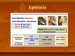 Epistasia
 