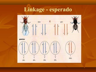 Linkage - esperado
 