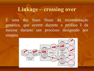 Linkage – crossing over
É uma das fases finais da recombinação
genética, que ocorre durante a prófase I da
meiose durante um processo designado por
sinapse.
 