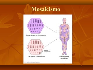 Mosaicismo
 