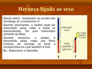 Herança ligada ao sexo
 