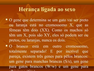 Herança ligada ao sexo
 O gene que determina se um gato vai ser preto
ou laranja está no cromossomo X, que as
fêmeas têm dois (XX). Como os machos só
têm um X, pois são XY, eles só podem ser ou
pretos, ou laranjas, nunca os dois.
 O branco está em outro cromossomo,
totalmente separado! E por incrível que
pareça, existem três genes para pêlos brancos:
um gene para manchas brancas (S/s), um gene
para gatos brancos (W/w) e um gene para
 