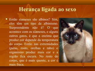 Herança ligada ao sexo
 Então siameses são albinos? Sim,
eles têm um tipo de albinismo.
Surpreendente não é? O que
acontece com os siameses, e alguns
outros gatos, é que a enzima que
produz cor depende da temperatura
do corpo. Então nas extremidades
(patas, rosto, orelhas e rabo) o
organismo produz mais cor e a
região fica escura. No resto do
corpo, que é mais quente, a cor é
mais fraca.
 