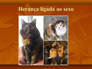 Herança ligada ao sexo
 