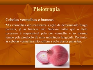 Pleiotropia
Cebolas vermelhas e brancas:
As vermelhas são resistentes a ação de determinado fungo
parasita, já as brancas não. Sabe-se então que o alelo
recessivo é responsável pela cor vermelha e ao mesmo
tempo pela produção de uma substância fungicida. Portanto,
as cebolas vermelhas não sofrem a ação desses parasitas.
 