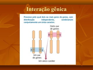 Interação gênica
 