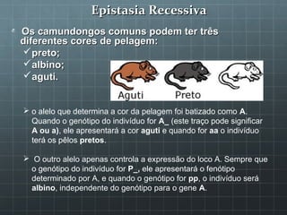 Epistasia Recessiva
O   Os camundongos comuns podem ter três
    diferentes cores de pelagem:
     preto;
     albino;
     aguti.


     o alelo que determina a cor da pelagem foi batizado como A.
      Quando o genótipo do indivíduo for A_ (este traço pode significar
      A ou a), ele apresentará a cor aguti e quando for aa o indivíduo
      terá os pêlos pretos.

     O outro alelo apenas controla a expressão do loco A. Sempre que
      o genótipo do indivíduo for P_, ele apresentará o fenótipo
      determinado por A, e quando o genótipo for pp, o indivíduo será
      albino, independente do genótipo para o gene A.
 