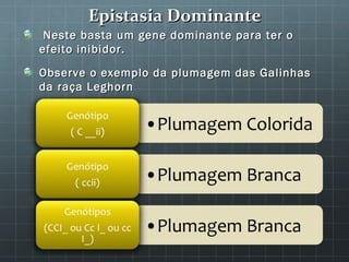 Epistasia Dominante
 Neste basta um gene dominante para ter o
efeito inibidor.

Observe o exemplo da plumagem das Galinhas
da raça Leghorn
 