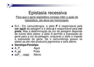 Epistasia recessiva
 Para que o gene espistático consiga inibir a ação do
        hipostático, ele deve ser homozigoto.

Ex1.: Em camundongos, o alelo P é responsável pela
cor aguti da pelagem e o alelo p é responsável pela cor
preta. Mas a determinação da cor da pelagem depende
de outros dois alelos: o alelo A permite a expressão do
gene para a cor da pelagem, enquanto o alelo a impede
a expressão do gene. Se o camundongo possui os
alelos aa ele não produzirá pigmentos e será albino.
Genótipo/Fenótipo
A_P_            Aguti
A_pp            Preto
aaP_ , aapp     Albino
 
