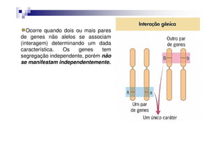 Ocorre quando dois ou mais pares
de genes não alelos se associam
(interagem) determinando um dada
característica. Os     genes    tem
segregação independente, porém não
se manifestam independentemente.
 