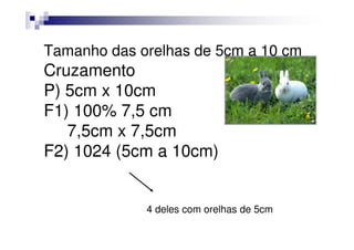 Tamanho das orelhas de 5cm a 10 cm
Cruzamento
P) 5cm x 10cm
F1) 100% 7,5 cm
   7,5cm x 7,5cm
F2) 1024 (5cm a 10cm)


             4 deles com orelhas de 5cm
 