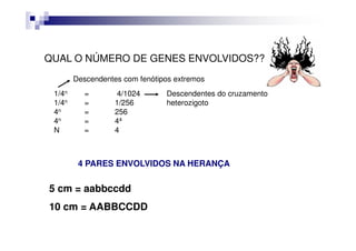 QUAL O NÚMERO DE GENES ENVOLVIDOS??
        Descendentes com fenótipos extremos
 1/4n     =         4/1024      Descendentes do cruzamento
 1/4n     =        1/256        heterozigoto
 4n       =        256
 4n       =        44
 N        =        4



         4 PARES ENVOLVIDOS NA HERANÇA


5 cm = aabbccdd
10 cm = AABBCCDD
 