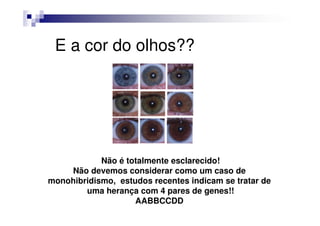 E a cor do olhos??




            Não é totalmente esclarecido!
    Não devemos considerar como um caso de
monohibridismo, estudos recentes indicam se tratar de
        uma herança com 4 pares de genes!!
                    AABBCCDD
 